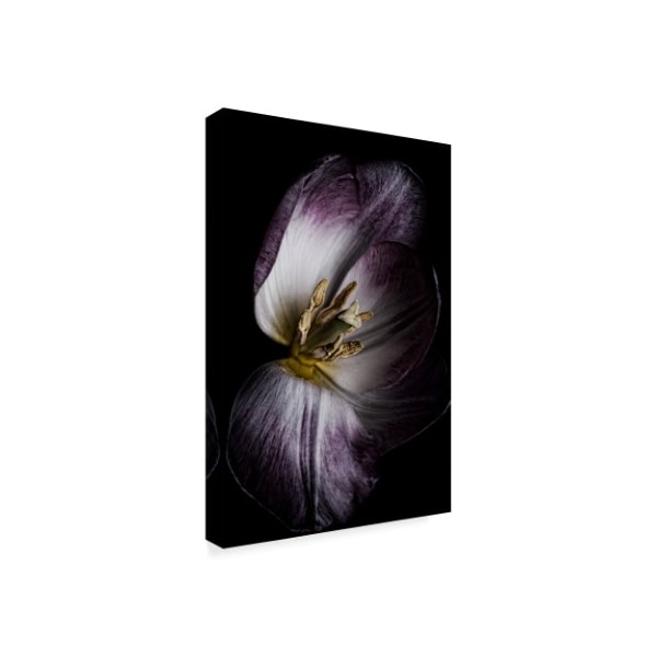 Lori Hutchison 'Antiqued Tulip' Canvas Art,12x19